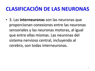 CLASIFICACIÓN DE LAS NEURONAS 3. Las  interneuronas  son las neuronas que proporcionan conexiones entre las neuronas sensoriales y las neuronas motoras, al igual que entre ellas mismas. Las neuronas del sistema nervioso central, incluyendo al cerebro, son todas interneuronas. 