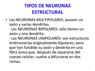 TIPOS DE NEURONAS ESTRUCTURAL Las NEURONAS MULTIPOLARES: poseen un axón y varias dendritas. · Las NEURONAS BIPOLARES: sólo tienen un axón y una dendrita. · Las NEURONAS UNIPOLARES: son estructuras embrionarias originalmente bipolares, pero que han fundido su axón y dendrita en una fibra única que, después de separarse del cuerpo celular, vuelve a bifurcarse en dos ramas. 