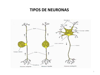 TIPOS DE NEURONAS 