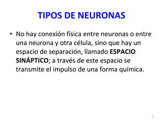 TIPOS DE NEURONAS No hay conexión física entre neuronas o entre una neurona y otra célula, sino que hay un espacio de separación, llamado  ESPACIO SINÁPTICO ; a través de este espacio se transmite el impulso de una forma química. 
