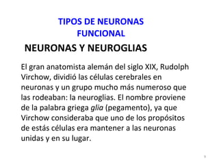 El gran anatomista alemán del siglo XIX, Rudolph Virchow, dividió las células cerebrales en neuronas y un grupo mucho más numeroso que las rodeaban: la neuroglias. El nombre proviene de la palabra griega  glia  (pegamento), ya que Virchow consideraba que uno de los propósitos de estás células era mantener a las neuronas unidas y en su lugar. NEURONAS Y NEUROGLIAS TIPOS DE NEURONAS FUNCIONAL 