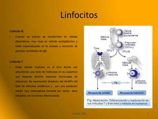 Linfocitos
Linfocito B.

•    Cuando se activan se transforman en células
     plasmáticas, muy ricas en retículo endoplásmico y
     están especializadas en la síntesis y secreción de
     grandes cantidades de IgS.



Linfocito T.

•    Estas células maduran en el timo donde van
     adquiriendo una serie de moléculas en su superficie
     que después tendrán aspectos funcionales de
     relevancia. Se representan alrededor del 40-60% del
     total de linfocitos periféricos y   son una población
     celular muy heterogénea formada por varios tipos
     celulares con funciones diferenciadas.




                                                      Sección: 402   7
 