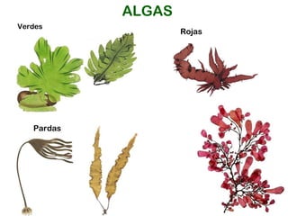 ALGAS Verdes Rojas Pardas 