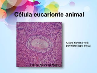 Célula eucarionte animal
Foto por Naiane Da Motta
Ovário humano visto
por microscopia de luz
 