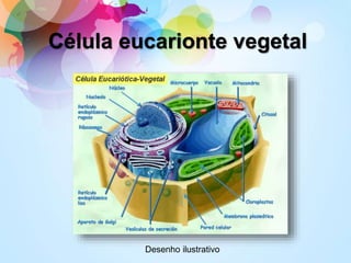 Célula eucarionte vegetal
Desenho ilustrativo
 