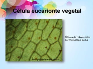 Célula eucarionte vegetal
Foto por Naiane Da Motta
Células da cebola vistas
por microscopia de luz
 