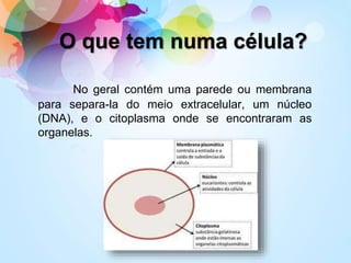 O que tem numa célula?
No geral contém uma parede ou membrana
para separa-la do meio extracelular, um núcleo
(DNA), e o citoplasma onde se encontraram as
organelas.
 