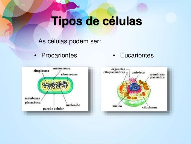 Resultado de imagem para procarionte e eucariontes