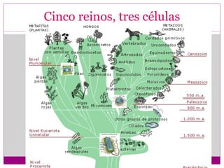 Cinco reinos, tres células
 
