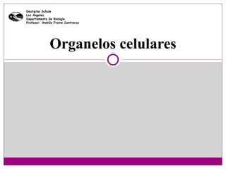 Deutsche Schule
Los Ángeles
Departamento de Biología
Profesor: Andrés Freire Contreras




              Organelos celulares
 