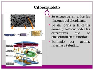 Citoesqueleto
        Se encuentra en todos los
         rincones del citoplasma.
        Le da forma a la célula
         animal y sostiene todas las
         estructuras      que     se
         encuentran en el interior.
        Formado      por: actina,
         miosina y tubulina.
 