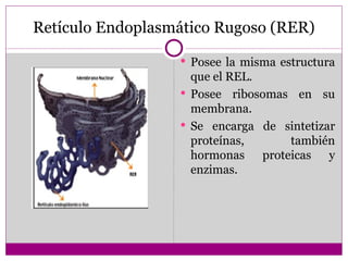 Retículo Endoplasmático Rugoso (RER)
                   Posee la misma estructura
                    que el REL.
                   Posee ribosomas en su
                    membrana.
                   Se encarga de sintetizar
                    proteínas,     también
                    hormonas proteicas y
                    enzimas.
 