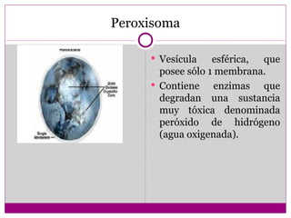 Peroxisoma

      Vesícula    esférica, que
       posee sólo 1 membrana.
      Contiene     enzimas que
       degradan una sustancia
       muy tóxica denominada
       peróxido de hidrógeno
       (agua oxigenada).
 