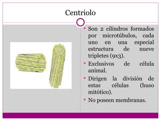 Centriolo
      Son 2 cilindros formados
       por microtúbulos, cada
       uno en una especial
       estructura      de nueve
       tripletes (9x3).
      Exclusivos      de célula
       animal.
      Dirigen la división de
       estas      células (huso
       mitótico).
      No poseen membranas.
 
