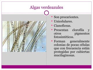 Algas verdeazules

           Son procariontes.
           Unicelulares.
           Cianofíceas.
           Presentan clorofila   y
            otros         pigmentos
            fotosintéticos.
           Forman      generalmente
            colonias de pocas células
            que con frecuencia están
            protegidas por cubiertas
            mucilaginosas.
 