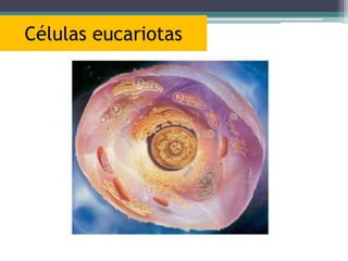 Células eucariotas
 