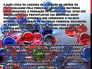 A ação lítica da lisozima ou a inibição de síntese do
peptidoglicano pela penicilina conduz, nas bactérias
gram-negativas, à formação de esferoplastos. Estes são
equivalentes aos protoplastos das bactérias gram-
positivas, com a diferença que conservam o folheto
externo. Estas formas de bactérias tornadas deficientes
de parede podem, em cultura, reconstituir a parede. As
formas espontaneamente deficientes, designam-se
por formas L.
Cápsula
Algumas espécies bacterianas elaboram uma volumosa
cápsula de natureza polissacarídica (cuja espessura
ultrapassa muitas vezes a própria espessura da célula).
Esta cápsula desempenha um papel determinante na
resistência à ingestão e à digestão pelas células
fagocitárias nos processos infecciosos, ou participa na
aderência dos organismos entre si ou ao substrato. É
 