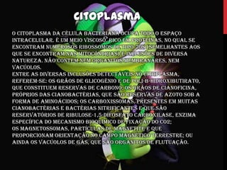 Citoplasma
O citoplasma da célula bacteriana ocupa todo o espaço
intracelular. É um meio viscoso, rico em proteínas, no qual se
encontram numerosos ribossomos de tipo 70S (semelhantes aos
que se encontram nas mitocôndrias) e inclusões de diversa
natureza. Não contem nem organitos membranares, nem
vacúolos.
Entre as diversas inclusões detectáveis no citoplasma,
referem-se: os grãos de glicogénio e de poli-b-hidroxibutirato,
que constituem reservas de carbono; os grãos de cianoficina,
próprios das cianobactérias, que são reservas de azoto sob a
forma de aminoácidos; os carboxissomas, presentes em muitas
cianobactérias e bactérias nitrificantes e que são
reservatórios de ribulose-1,5-difosfato carboxilase, enzima
específica do mecanismo bioquímico de fixação do CO2;
os magnetossomas, partículas de magnetite e que
proporcionam orientação no campo magnético terrestre; ou
ainda os vacúolos de gás, que são organitos de flutuação.
 