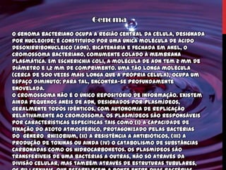 Genoma
O genoma bacteriano ocupa a região central da célula, designada
por nucleoide; é constituído por uma única molécula de ácido
desoxirribonucleico (ADN), bicatenária e fechada em anel, o
cromossoma bacteriano, comumente colado à membrana
plasmática. Em Escherichia coli, a molécula de ADN tem 2 mm de
diâmetro e 1,2 mm de comprimento. Uma tão longa molécula
(cerca de 500 vezes mais longa que a própria célula), ocupa um
espaço diminuto; para tal, encontra-se profundamente
enovelada.
O cromossoma não é o único repositório de informação. Existem
ainda pequenos anéis de ADN, designados por plasmídeos,
geralmente todos idênticos, com autonomia de replicação
relativamente ao cromossoma. Os plasmídeos são responsáveis
por características específicas tais como (i) a capacidade de
fixação do azoto atmosférico, protagonizado pelas bactérias
do género Rhizobium, (ii) a resistência a antibióticos, (iii) a
produção de toxinas ou ainda (iv) o catabolismo de substâncias
carbonadas como os hidrocarbonetos. Os plasmídeos são
transferíveis de uma bactérias a outras, não só através da
divisão celular, mas também através de estruturas tubulares,
 