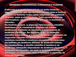 Membranas fotossintéticas, clorossomas e tilacoides
A fotossíntese é uma função existente em muitas bactérias,
umas anoxigênicas (que não libertam oxigénio) como as bactéria
púrpura e as bactérias verdes; outras oxigênicas (que produzem
oxigénio), como as cianobactérias. Todas possuem pigmentos
fotorreceptores, mas as estruturas em que estes se localizam são
diferentes.
Nas bactérias púrpura, os pigmentos fotorreceptores (clorofilas
bacterianas a e b) encontram-se instalados em sistemas
membranares resultantes da hipertrofia e pregueamento da
membrana plasmática. Nas bactérias verdes, os pigmentos
(clorofilas bacterianas a, c e outras) encontram-se localizados em
corpúsculos elipsoides designados porclorossomas. Embora se
encontrem encostados à membrana plasmática, os clorossomas
são limitados por membrana diferente da membrana unitária.
Nas cianobactérias, a clorofila (clorofila a) localiza-se em
membranas sobrepostas (dependentes da membrana plasmática ?)
designadas por tilacoides, aos quais se associam partículas de
ficocianina, os cianossomas, onde se localizam os pigmentos do
grupo das ficobilinas.
 