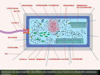 Esquema de uma bactéria hipotética que reunisse em si todas as principais estruturas
 