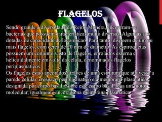 Flagelos
Sendo grande a diversidade do Reino Monera, encontram-se
bacterias que possuem características muito diversas. Algumas sao
dotadas de capacidade de locomocao. Para tanto, dispoem de um ou
mais flagelos, com cerca de 20 mm de diametro. As espiroquetas
possuem um conjunto vasto de flagelos, enrolados externa e
helicoidalmente em volta da celula, denominados flagelos
periplasmaticos.
Os flagelos estao ancorados atraves de uma estrutura que atravessa a
parede celular, o espaco periplasmatico e a membrana plasmatica,
designada por corpo basal. Sobre este corpo basal acua um motor
molecular, igualmente ancorado na membrana plasmatica.
 