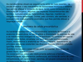 As cianobactérias situam-se seguramente entre as mais recentes, na
escala evolutiva: o seu mecanismo de fotossíntese incorpora o sistema
que permite efetuar a oxidação da água, tendo como consequência a
libertação de oxigénio. Algumas das espécies fotossintetizantes são
também, cumulativamente, heterotróficas. Algumas, mantêm-se
obrigatoriamente anaeróbias. Outras, pelo contrário, são aeróbias, e
possuem todo o equipamento enzimático que lhes permite efetuar a
respiração celular.
Anatomia da celula procarióotica
As bactérias apresentam uma extraordinária variedade de formas e a
anatomia ultraestrutural da célula reflete a diversidade de regimes de vida
e de metabolismos energéticos. Seria fastidioso, no contexto em que se
inserem estas lições, enveredar por uma descrição pormenorizada.
Assim, abordaremos a anatomia da célula bacteriana, descrevendo as
principais estruturas existentes nas diversas classes, referindo à função
que lhes assiste.
Quanto à forma que o corpo celular pode apresentar, distinguem-se,
grosso modo, quatro modelos:
Os cocos (coccus, cocci) são relativamente esféricos e formam,
frequentemente, agrupamentos (esfilococos, em forma de cacho de uvas;
estreptococos, em cadeia linear; sarcinas, em grupos compactos de oito;
 