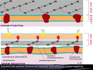 Esquema das paredes celulares em bactérias Gram positivas e Gram negativas.
 