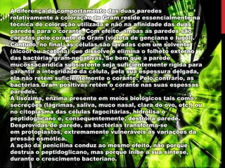 A diferença de comportamento das duas paredes
relativamente à coloração de Gram reside essencialmente na
técnica de coloração utilizada e não na afinidade das duas
paredes para o corante. Com efeito, ambas as paredes são
coradas pelo corante de Gram (violeta de genciana e lugol).
Contudo, no final, as células são lavadas com um solvente
(álcool ou acetona) que dissolve e elimina o folheto externo
das bactérias gram-negativas. Se bem que a parede
mucossacarídica subsistente seja suficientemente rígida para
garantir a integridade da célula, pela sua espessura delgada,
ela não retém suficientemente o corante. Pelo contrário, as
bactérias Gram positivas retêm o corante nas suas espessas
paredes.
A lisozima, enzima presente em meios biológicos tais como
secreções (lágrimas, saliva, muco nasal, clara do ovo, etc.) ou
no citoplasma das células fagocitárias, hidrolisa o
peptidoglicano e, consequentemente, destrói a parede.
Desprovidas de parede, as bactérias transforma-se
em protoplastos, extremamente vulneráveis às variações da
pressão osmótica.
A ação da penicilina conduz ao mesmo efeito, não porque
destrua o peptidoglicano, mas porque inibe a sua síntese,
durante o crescimento bacteriano.
 