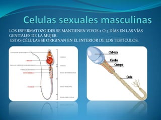 LOS ESPERMATOZOIDES SE MANTIENEN VIVOS 2 O 3 DÍAS EN LAS VÍAS
GENITALES DE LA MUJER.
ESTAS CÉLULAS SE ORIGINAN EN EL INTERIOR DE LOS TESTÍCULOS.
 