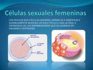 LOS ÓVULOS SON CÉLULAS GRANDES, ESFÉRICAS E INMÓVILES Y
GENERALMENTE MADURA UN SOLO ÓVULO CADA 28 DÍAS, A
DIFERENCIA DE LOS ESPERMAZOIDES QUE SE GENERAN EN
GRANDES CANTIDADES.
 