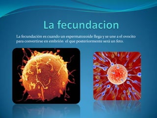 La fecundación es cuando un espermatozoide llega y se une a el ovocito
para convertirse en embrión el que posteriormente será un feto.
 