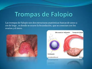 Las trompas de Falopio son dos estructuras anatómicas huecas de unos 12
cm de largo , es donde se ocurre la fecundación, que se conectan con los
ovarios y el útero.
 