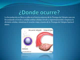La fecundación se lleva a cabo en el tercio externo de la Trompa de Falopio una vez
fecundando el óvulo y unidas ambas células (óvulo y espermatozoide) empieza la
división celular, mientras el ovocito viaja a través de la Trompa de Falopio hacia el
útero.
 