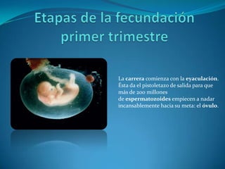 La carrera comienza con la eyaculación.
Ésta da el pistoletazo de salida para que
más de 200 millones
de espermatozoides empiecen a nadar
incansablemente hacia su meta: el óvulo.
 
