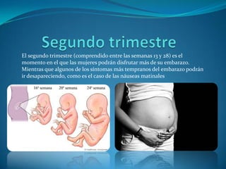 El segundo trimestre (comprendido entre las semanas 13 y 28) es el
momento en el que las mujeres podrán disfrutar más de su embarazo.
Mientras que algunos de los síntomas más tempranos del embarazo podrán
ir desapareciendo, como es el caso de las náuseas matinales
 
