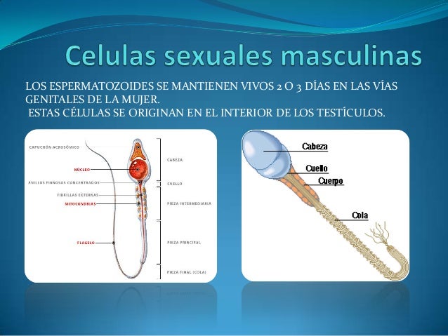 En Donde Se Producen Las Celulas Sexuales Masculinas