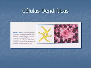 Células, tecidos e órgãos linfóides aula ii