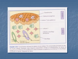 Células, tecidos e órgãos linfóides aula ii
