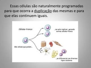 Essas células são naturalmente programadas
para que ocorra a duplicação das mesmas e para
que elas continuem iguais.
 