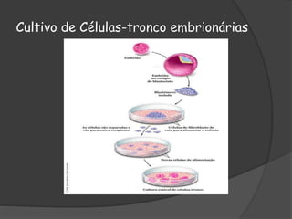 Cultivo de Células-tronco embrionárias
 