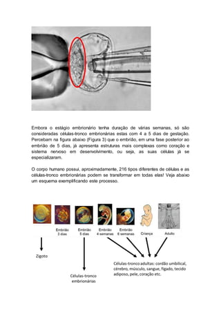 Embora o estágio embrionário tenha duração de várias semanas, só são 
consideradas células-tronco embrionárias estas com 4 a 5 dias de gestação. 
Percebam na figura abaixo (Figura 3) que o embrião, em uma fase posterior ao 
embrião de 5 dias, já apresenta estruturas mais complexas como coração e 
sistema nervoso em desenvolvimento, ou seja, as suas células já se 
especializaram. 
O corpo humano possui, aproximadamente, 216 tipos diferentes de células e as 
células-tronco embrionárias podem se transformar em todas elas! Veja abaixo 
um esquema exemplificando este processo. 
 