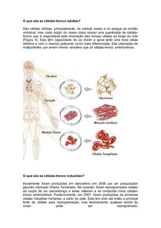 O que são as células-tronco adultas? 
São células obtidas, principalmente, na medula óssea e no sangue do cordão 
umbilical, mas cada órgão do nosso corpo possui uma quantidade de células-tronco 
que é responsável pela renovação das nossas células ao longo da vida 
(Figura 4). Elas têm capacidade de se dividir e gerar tanto uma nova célula 
idêntica e com o mesmo potencial, como outra diferenciada. São chamadas de 
multipotentes por serem menos versáteis que as células-tronco embrionárias. 
O que são as células-tronco induzidas? 
Inicialmente foram produzidas em laboratório em 2006 por um pesquisador 
japonês chamado Shynia Yamanaka. Na ocasião, foram reprogramadas células 
da cauda de um camundongo e estas voltaram a se comportar como células-tronco 
embrionárias. Posteriormente, em 2007, foram produzidas as primeiras 
células induzidas humanas, a partir da pele. Esta tem sido até então a principal 
fonte de células para reprogramação, mas teoricamente, qualquer tecido do 
corpo pode ser reprogramado. 
 