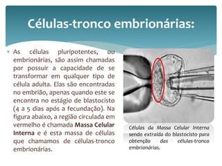 Células-tronco embrionárias: 
 As células pluripotentes, ou 
embrionárias, são assim chamadas 
por possuir a capacidade de se 
transformar em qualquer tipo de 
célula adulta. Elas são encontradas 
no embrião, apenas quando este se 
encontra no estágio de blastocisto 
(4 a 5 dias após a fecundação). Na 
figura abaixo, a região circulada em 
vermelho é chamada Massa Celular 
Interna e é esta massa de células 
que chamamos de células-tronco 
embrionárias. 
Células da Massa Celular Interna 
sendo extraída do blastocisto para 
obtenção das células-tronco 
embrionárias. 
 