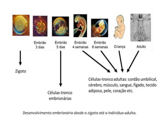 Desenvolvimento embrionário desde o zigoto até o indivíduo adulto. 
 