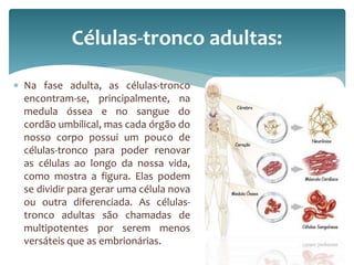 Células-tronco adultas: 
 Na fase adulta, as células-tronco 
encontram-se, principalmente, na 
medula óssea e no sangue do 
cordão umbilical, mas cada órgão do 
nosso corpo possui um pouco de 
células-tronco para poder renovar 
as células ao longo da nossa vida, 
como mostra a figura. Elas podem 
se dividir para gerar uma célula nova 
ou outra diferenciada. As células-tronco 
adultas são chamadas de 
multipotentes por serem menos 
versáteis que as embrionárias. 
 