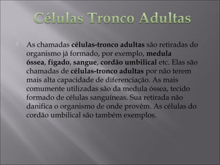  As chamadas células-tronco adultas são retiradas do
organismo já formado, por exemplo, medula
óssea, fígado, sangue, cordão umbilical etc. Elas são
chamadas de células-tronco adultas por não terem
mais alta capacidade de diferenciação. As mais
comumente utilizadas são da medula óssea, tecido
formado de células sanguíneas. Sua retirada não
danifica o organismo de onde provêm. As células do
cordão umbilical são também exemplos.
 