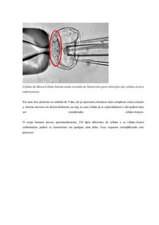 Células da Massa Celular Interna sendo extraída do blastocisto para obtenção das células-tronco
embrionárias.
Em uma fase posterior ao embrião de 5 dias, ele já apresenta estruturas mais complexas como coração
e sistema nervoso em desenvolvimento, ou seja, as suas células já se especializaram e não podem mais
ser consideradas células-troncos.
O corpo humano possui, aproximadamente, 216 tipos diferentes de células e as células-tronco
embrionárias podem se transformar em qualquer uma delas. Esse esquema exemplificando este
processo:
 
