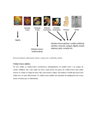 Desenvolvimento embrionário desde o zigoto até o indivíduo adulto.
Células-tronco adultas:
Na fase adulta, as células-tronco encontram-se, principalmente, na medula óssea e no sangue do
cordão umbilical, mas cada órgão do nosso corpo possui um pouco de células-tronco para poder
renovar as células ao longo da nossa vida, como mostra a figura. Elas podem se dividir para gerar uma
célula nova ou outra diferenciada. As células-tronco adultas são chamadas de multipotentes por serem
menos versáteis que as embrionárias.
 