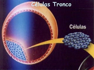 Células Tronco
 